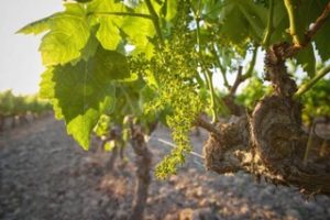 photo de pieds de vigne sur galets